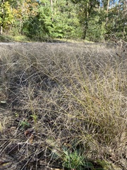 Eragrostis albensis
