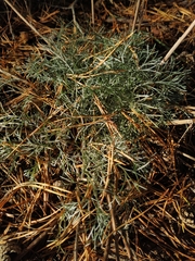 Artemisia marschalliana