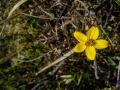 Bidens andicola