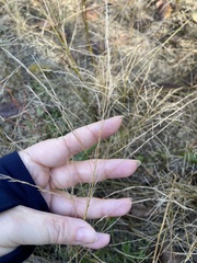 Eragrostis albensis