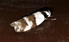 Eulechria triferella