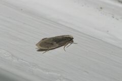 Monopis crocicapitella