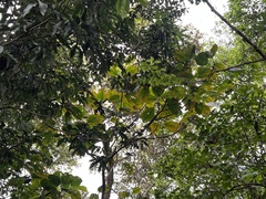 Ficus ruficaulis
