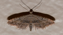 Araeopteron canescens