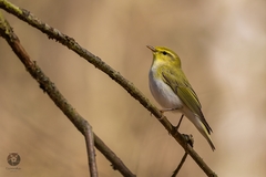 Phylloscopus sibilatrix
