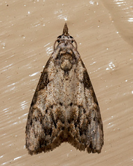 Nola pleurochorda