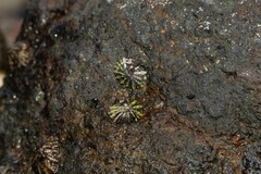 Siphonaria australis