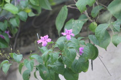 Fridericia