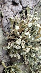 Ramalina breviuscula