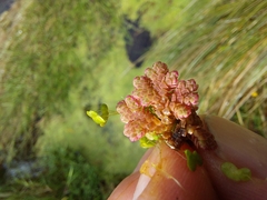 Azolla rubra