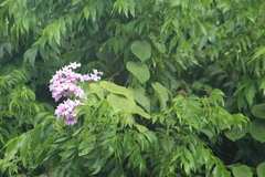Fridericia