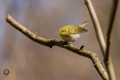 Phylloscopus sibilatrix
