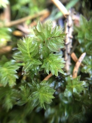 Mnium spinosum