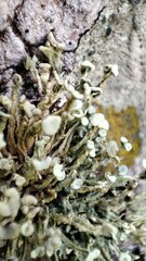 Ramalina breviuscula