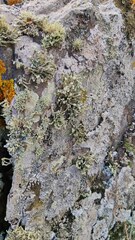 Ramalina breviuscula