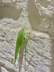 Philophyllia guttulata