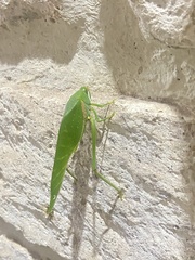 Philophyllia guttulata