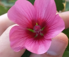 Anisodontea scabrosa