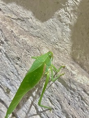 Philophyllia guttulata