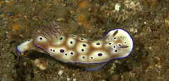 Hypselodoris tryoni