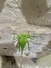 Philophyllia guttulata