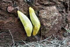 Elisolimax flavescens