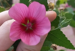 Anisodontea scabrosa