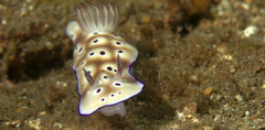 Hypselodoris tryoni