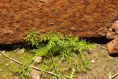 Tripleurospermum maritimum