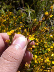 Hypericum juniperinum