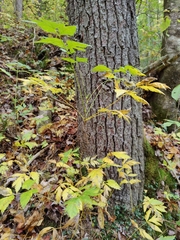 Xanthorhiza simplicissima