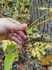 Xanthorhiza simplicissima