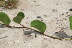 Stictia signata