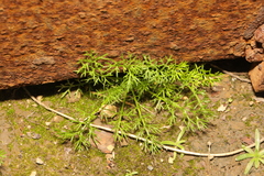 Tripleurospermum maritimum