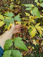 Xanthorhiza simplicissima