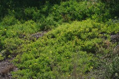 Malephora lutea