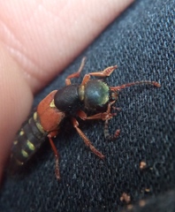 Staphylinus erythropterus