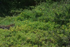 Malephora lutea