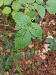Rubus idaeus