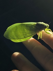 Cystosoma saundersii