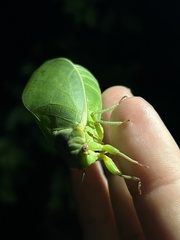 Cystosoma saundersii