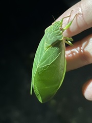 Cystosoma saundersii