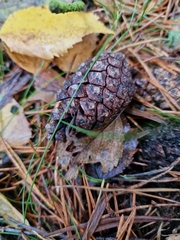 Pinus