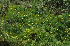 Malephora lutea