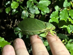 Cystosoma saundersii