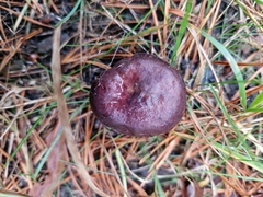 Chroogomphus vinicolor