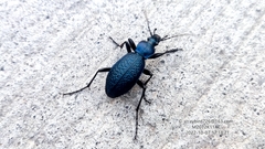 Carabus crassesculptus