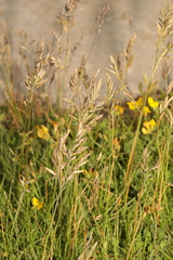Festuca rubra