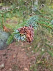 Picea sitchensis