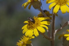 Oxythyrea marginalis